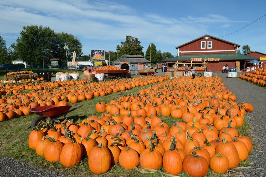 Visit a Pumpkin Patch