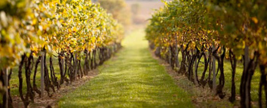 Explore the Niagara Wine Trail