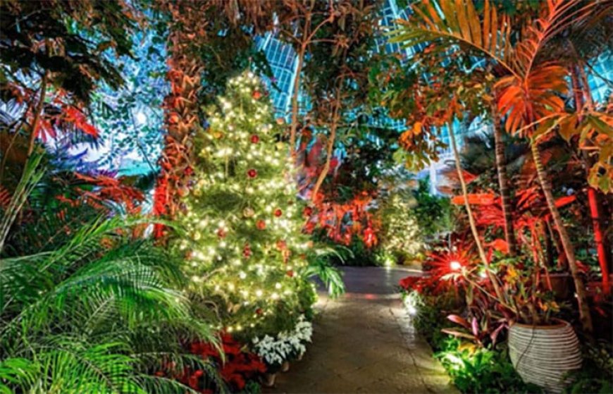 Botanical Gardens Poinsettia Show & Gardens After Dark